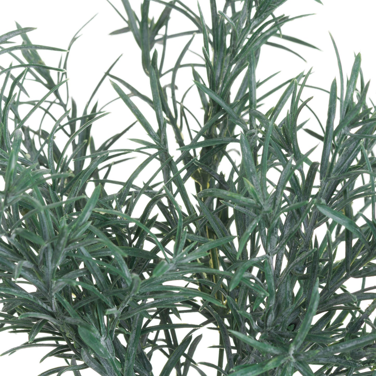 Rosemary Bush Filler