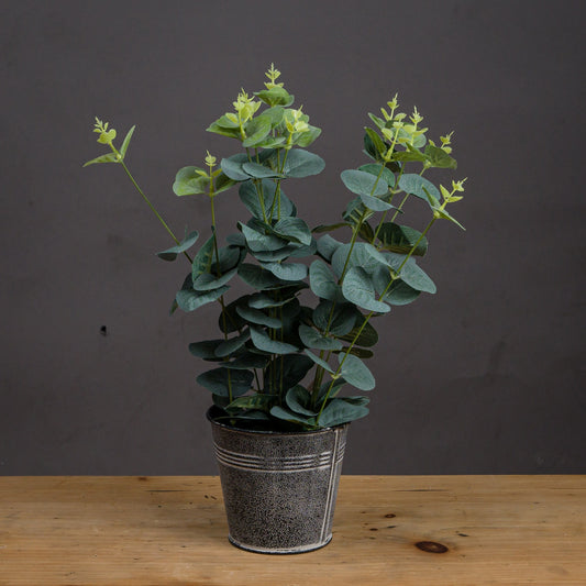 Eucalyptus In Tin Pot