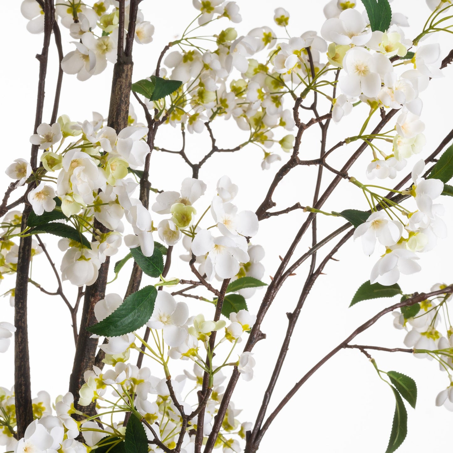 White Wedding Tree