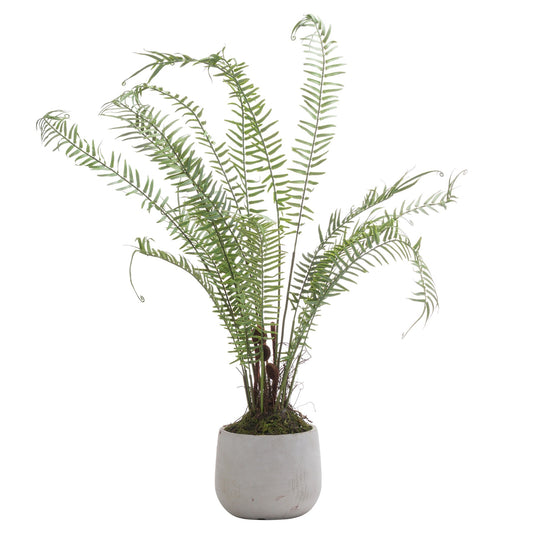 Boston Large Potted Fern