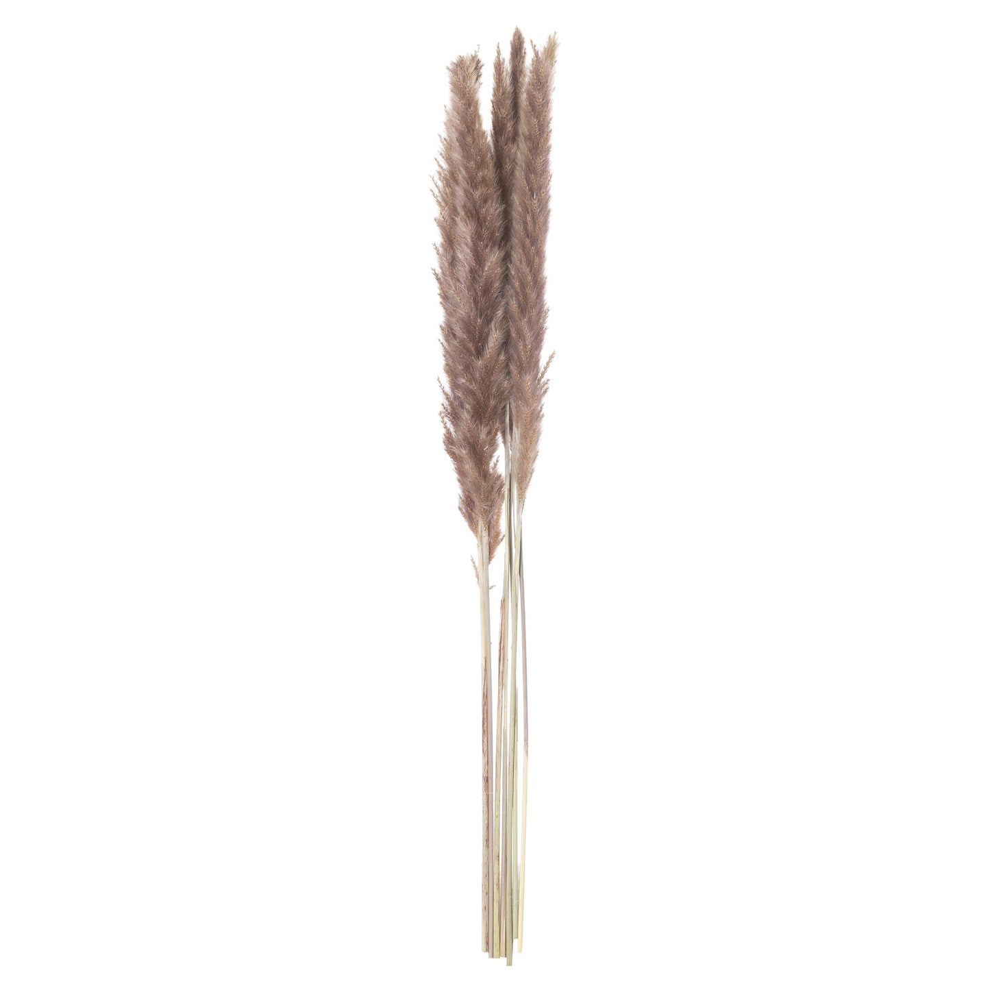 Mini Natural Pampas Grass Bunch of 15